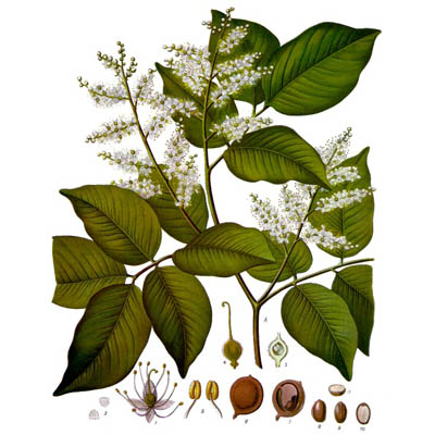 oTARpCo